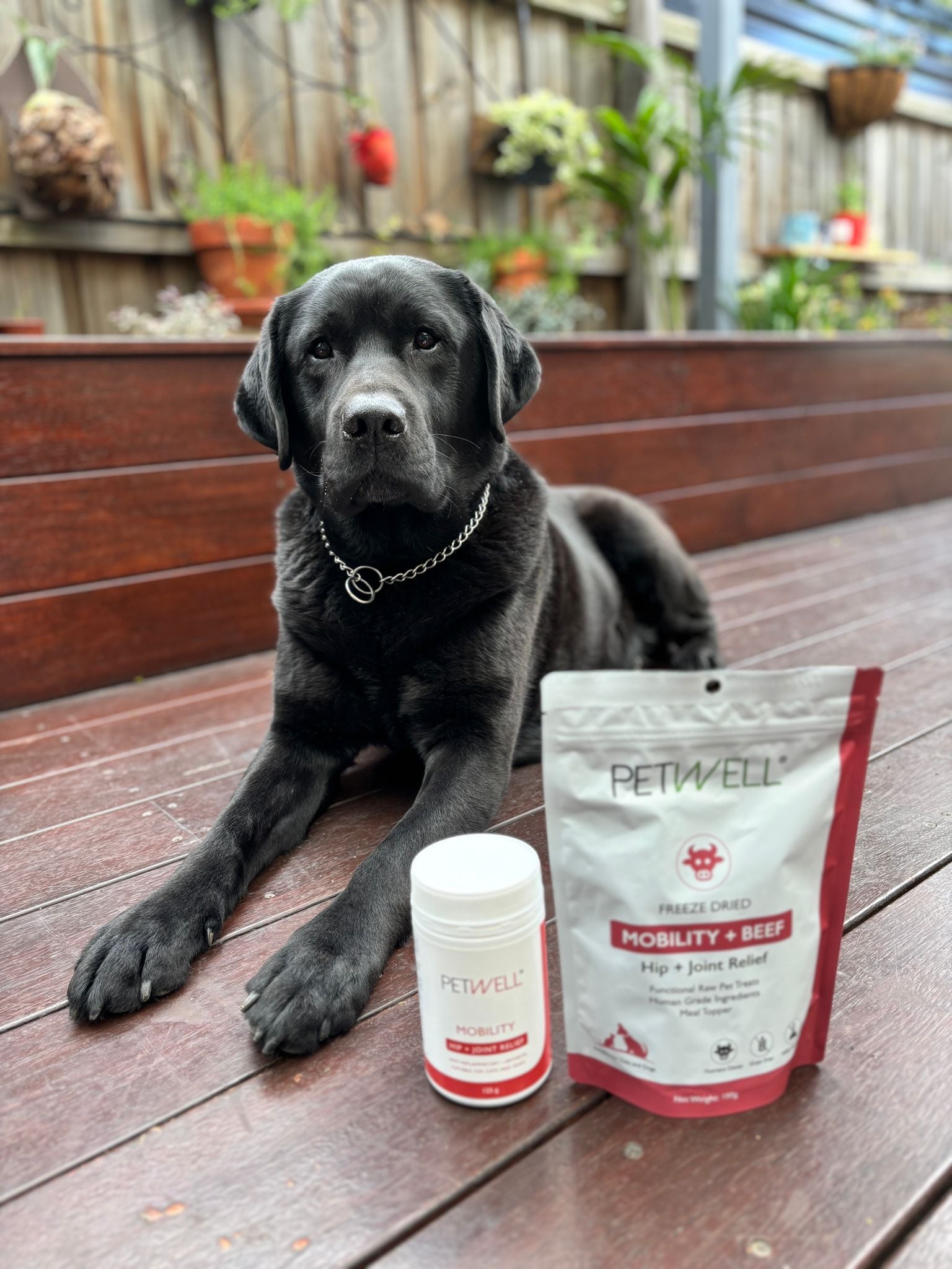PetWell | Dog & Cat Heathy Treats & Supplements — photo 5