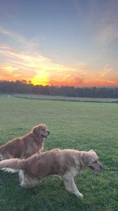 Instagram post by @borris_millie_thegoldens about Mooch