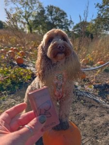 Instagram post by @maggiemoo_cockapoo_ about Caboodle