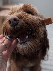 Instagram post by @maggiemoo_cockapoo_ about Caboodle
