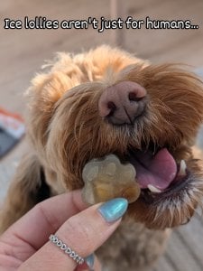 Instagram post by @maggiemoo_cockapoo_ about Caboodle